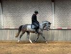 3 jarige ruin te koop, Dieren en Toebehoren, Gechipt, Ruin, Zadelmak, 3 tot 6 jaar