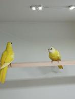 Te koop splendid/splendids df gezoomd kanssplit blauw, Dieren en Toebehoren, Vogels | Parkieten en Papegaaien, Mannelijk, Parkiet