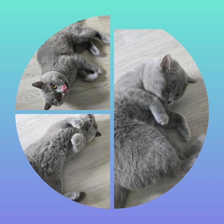 Britse korthaar dekkaters met dekgarantie, Dieren en Toebehoren, Katten en Kittens | Dekkaters