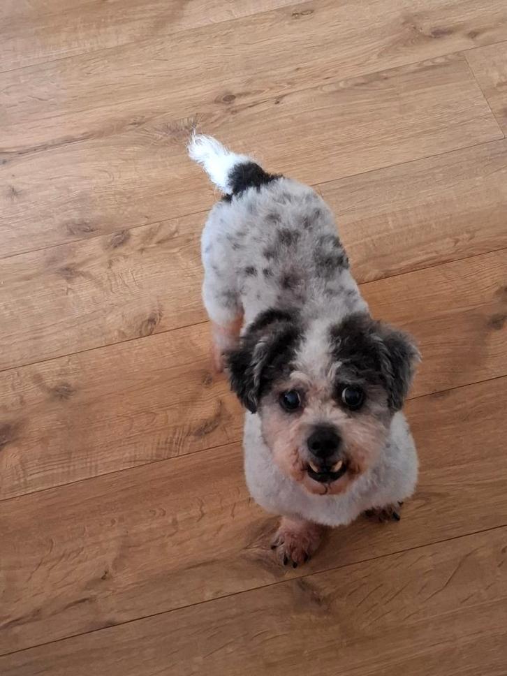 Hondjes, Dieren en Toebehoren, Honden | Chihuahua's en Gezelschapshonden, Reu, Overige rassen, Particulier, Meerdere, Nederland