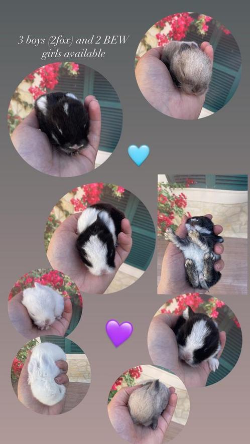 Knappe zuiver minilop babys ! 💜, Dieren en Toebehoren, Konijnen, Dwerg, Meerdere dieren