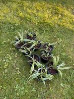 Spider plant stekken, Ophalen, Zomer, Volle zon