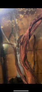 Jonge Ancistrus Rio sp. L519, Vis