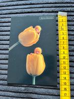 49. Kaart Anne Geddes Tulpen kinderen, Ophalen of Verzenden, Ongelopen