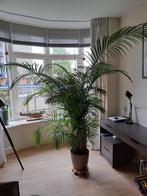 Palm op hydrocultuur., Huis en Inrichting, Kamerplanten, Palm, Halfschaduw, Ophalen