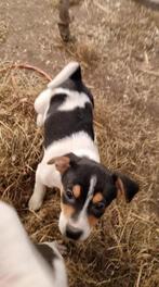 boerenfox pups 3 prachtige reutjes, Dieren en Toebehoren, Parvo, 8 tot 15 weken, Meerdere, Meerdere dieren