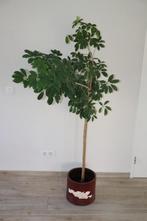 Hoge kamerplant inclusief pot ca. 100 x 175 cm (DxH), Ophalen, In pot, Halfschaduw, 150 tot 200 cm