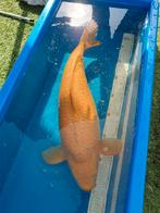Te koop karashigoi female Marudo, Karper of Koi