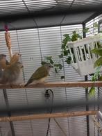 jonge gould amedine, Meerdere dieren