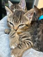 Britsekorthaar kittens, Dieren en Toebehoren, Katten en Kittens | Overige Katten