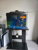 Aquarium vissen, Ophalen of Verzenden, Gevuld zoetwateraquarium