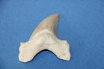 Haaientand Otodus obliquus, Verzamelen, Ophalen of Verzenden, Fossiel
