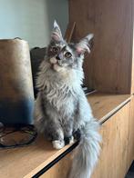 Maine Coon poesje, Dieren en Toebehoren, Katten en Kittens | Raskatten | Langhaar, Poes, Gechipt, 0 tot 2 jaar