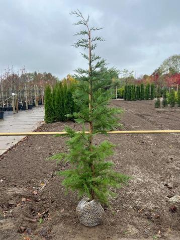 Conifeer: Cupressus x leylandii beschikbaar voor biedingen