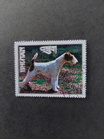 Hond. Terriër. Bhutan., Ophalen of Verzenden, Dier of Natuur