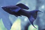 gratis black mollies en algeneters, Dieren en Toebehoren, Vissen | Aquariumvissen, Vis