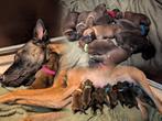 Babs X Dean shield! super bloedlijn!, Dieren en Toebehoren, Rabiës (hondsdolheid), Overige rassen, 8 tot 15 weken, Meerdere