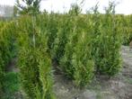 thuja haag coniferen, Ophalen, Conifeer, Haag, 100 tot 250 cm