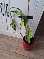 Orchidee cactus in pot, Ophalen, Minder dan 100 cm, Volle zon, In pot