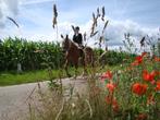 Verzorg/bijrijd pony of paard gezocht, Dieren en Toebehoren, Ophalen of Verzenden