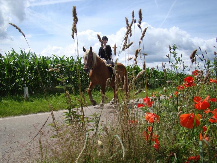 Verzorg/bijrijd pony of paard gezocht, Dieren en Toebehoren, Paarden en Pony's | Verzorgingsproducten, Ophalen of Verzenden
