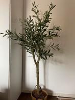 Kunst Olijfboom - Sfeervolle Decoratie (150cm hoog), Ophalen, Zo goed als nieuw, Binnen