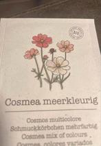 Cosmea zaden meerkleurig, Ophalen of Verzenden, Voorjaar, Volle zon, Zaad