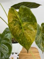 Alocasia Wentii Sunset Aurea Variegata #2, Huis en Inrichting, Kamerplanten, Ophalen of Verzenden, Halfschaduw, Minder dan 100 cm