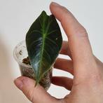 Alocasia pink dragon, Huis en Inrichting, Kamerplanten, Ophalen of Verzenden, Halfschaduw, Minder dan 100 cm