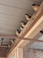 6x koudkweek gould amadine, Dieren en Toebehoren, Vogels | Overige Vogels, Meerdere dieren, Tropenvogel, Geringd