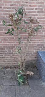 Witte vlinderstruik, Ophalen, Vlinderstruik, 100 tot 250 cm
