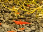 Rode garnalen, Dieren en Toebehoren, Dierenvoeding, Ophalen of Verzenden, Vis