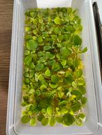 Drijfplanten, Ophalen, Nieuw, Plant(en), Steen of Hout