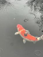 Sanke sakai fish farm 44 cm, Dieren en Toebehoren, Karper of Koi