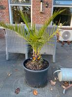 Mooie palmboom met kunststof pot, 100 tot 250 cm, Zomer, Palmboom, Ophalen