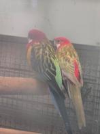 Op zoek  naar jonge man rosella, Dieren en Toebehoren, Vogels | Parkieten en Papegaaien, Mannelijk, Parkiet