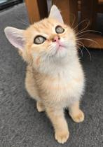 Brits korthaar kitten laatste van de nest, Meerdere dieren