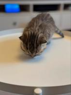 Scotish fold cat, 0 tot 2 jaar