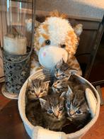Kittens cypres Europese Korthaar, Dieren en Toebehoren, Meerdere dieren, Ontwormd, 0 tot 2 jaar