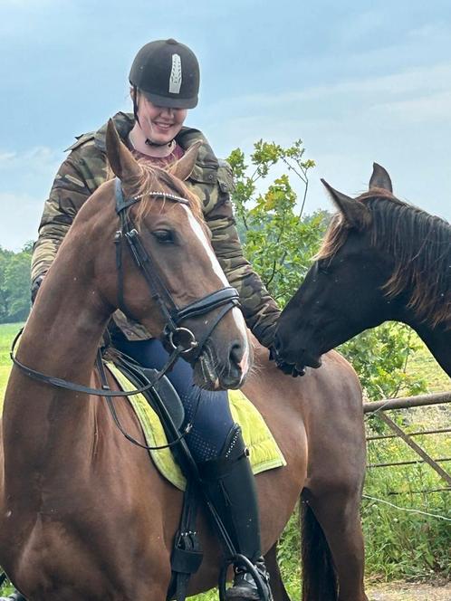 7 jarige tuigen merrie, Dieren en Toebehoren, Paarden, Merrie