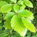 beuk (fagus sylvatica ), Ophalen, Beukenhaag, Haag, 100 tot 250 cm