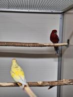 Koppel pennant rosella's., Dieren en Toebehoren, Vogels | Parkieten en Papegaaien