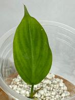 Philodendron Camposportoanum - Meerdere Beschikbaar, Huis en Inrichting, Kamerplanten, Ophalen of Verzenden, Halfschaduw, Minder dan 100 cm