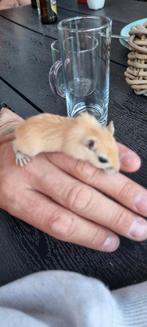 Gerberils ( Woestijnratten  ), Dieren en Toebehoren, Knaagdieren, Rat, Mei, Meerdere dieren, Tam