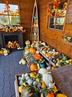 Diverse Pompoenen voor Herfstdecoratie, Tuin en Terras, Planten | Tuinplanten, Ophalen, Volle zon, Groenteplanten, Eenjarig