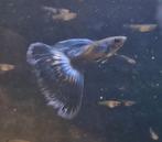 Blue Singa guppen, Dieren en Toebehoren, Vissen | Aquariumvissen, Vis
