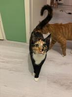 Lapjeskat Juno, Dieren en Toebehoren, Poes