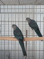 Blauwe Stanley rosella's 2025 Limburg België, Dieren en Toebehoren, Vogels | Parkieten en Papegaaien, Meerdere dieren, Parkiet