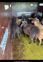 Skudde rammetjes, Dieren en Toebehoren, Schapen, Geiten en Varkens, Mannelijk, Schaap, 0 tot 2 jaar