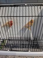 Te koop koppel Phaeo kanaries, Dieren en Toebehoren, Vogels | Kanaries, Meerdere dieren, Kleurkanarie